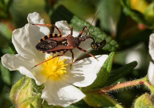 Réf. 182 409 : Rhynocoris erythropus